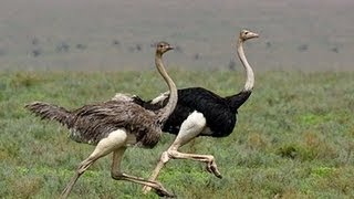 Ostrich Run [upl. by Nylaroc]