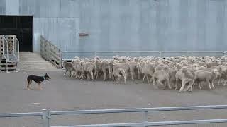 Casterton working dog auction 2024  Whites June 11  Lot 32 Adrian Carpenter [upl. by Nahsab]