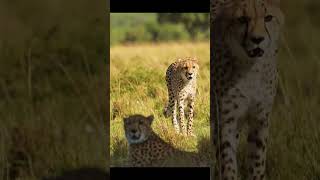 Beautiful Cheetahs Are Walking In Forest cheetah [upl. by Auqenahs]