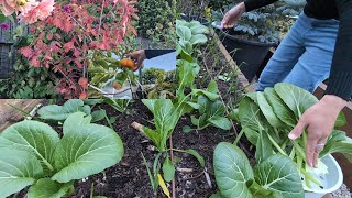 Garden updates harvesting some vegies fruits admiring the leaf colour of Amelanchier Canadensis [upl. by Gunar303]