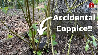 Coppicing Trees by Accident while Creating Silvopasture Feeding St Croix sheep Tree Fodder [upl. by Aleahs]