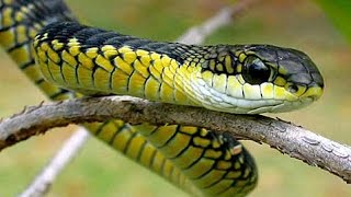 Boomslang Snake  The most venomeous Snake of Africa The Boomslang Snake [upl. by Absalom109]