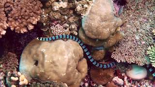 Solomons Black Banded Sea Krait [upl. by Keithley]