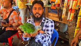 Orange Winged Baby Amazon Parrot Price In Bangladesh  Mirpur 1 Birds Market [upl. by Eniamor]