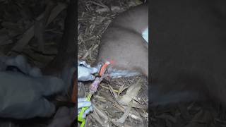 How To Use A Hole Remover For Gutting Deer Pt2 Daily Dose Of Hunting ep46 shorts youtubeshorts [upl. by Nilreb408]