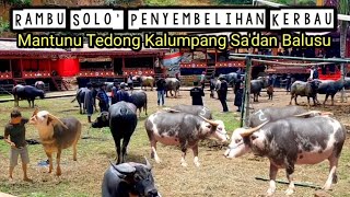 Mantunu tedong atau penyembelihan hewan kurban pemakaman Suku Toraja [upl. by Mandler]