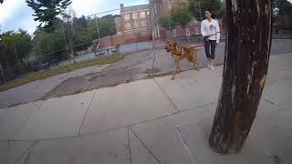 110 pound leash aggressive Rhodesian ridgebackmix undergoing rehab l Dog Training in Queens NY and [upl. by Ayaladnot857]