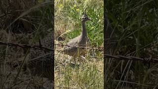 MARTINETA COPETONA  AVES aves martineta fauna naturaleza birds wildlife [upl. by Southard]