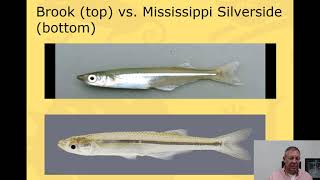 Ichthyology Lecture 30  KY Families  Silversides [upl. by Durnan799]