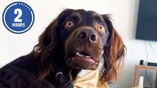 CLASSIC Dog Videos 🐶 🤣  2 HOURS of FUNNY Clips [upl. by Chandless]