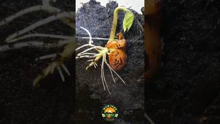 seeds growing time lapse video growingseeds amazing satisfying farming shortsfeed [upl. by Dorion]