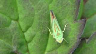 Assassin bug Nymph amp Leafhopper [upl. by Ellatsirhc]