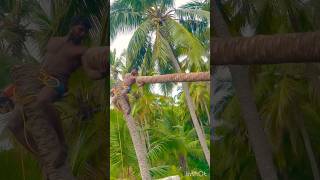 Tree cutting channel  Aravind Kanyakumari 8248851253 [upl. by Aridaj]