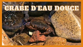 Les crabes deau douce  Freshwater Crabs [upl. by Balbinder]