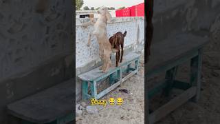 Baby Goats funny videoshorts ytshortsvideo babygoats [upl. by Vedetta]