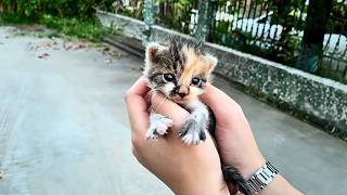 lost kitten wandered the streets ignored clinging to passersby afraid of being abandoned again💔 [upl. by Lud]