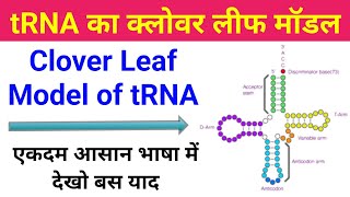 tRNA का क्लोवर लीफ मॉडल  trna ka clover leaf model in hindi  clover leaf model of trna  biology [upl. by Binni]