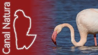 Flamenco común Phoenicopterus roseus Greater Flamingo 4K [upl. by Hgielrebmik]