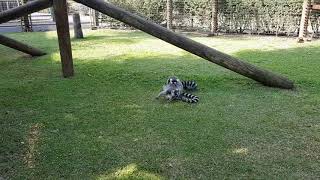 Mating of ringtailed lemurs [upl. by Sackville]