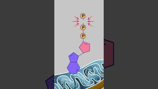 Does Breaking Chemical Bonds Release Energy ATP Explained [upl. by Aneras]