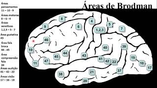 ÁREAS DE BRODMANN [upl. by Euqinaj]