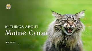 Maine Coon cat breed  10 Fascinating Facts About Americas Gentle Giants [upl. by Ylac]