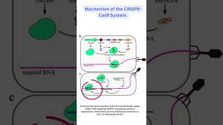 CRISPR CAS 9 Gene Editing GeneEditing Cas9 Biotechnology GeneticEngineering DNA [upl. by Willette108]