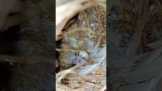 Baby finches birds baby cute [upl. by Kacie917]