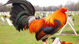 ROOSTER CROWING 🐓 Rooster Sound Videos [upl. by Ivette]