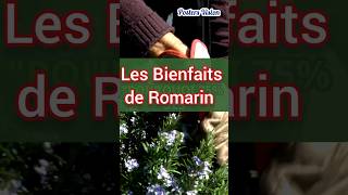 Les bienfaits de romarin plantes médicinales pour cheveux memoire romarin nutrition plantes ytb [upl. by Ahsal]