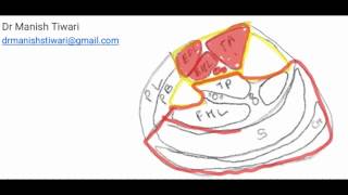 Free Fibula flap  Basics  part1 [upl. by Ahser]