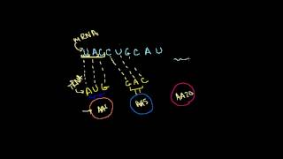 DNA RNA ve Transkripsiyon Biyoloji  Yaşam Ağacı [upl. by Henig]