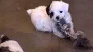 Jackapoo Puppies at Play StarView JackaPoos Very 1st Litter [upl. by Suzetta496]