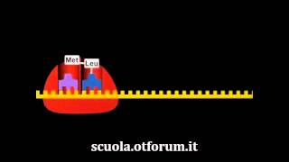 Biochimica  La sintesi delle proteine [upl. by Espy38]