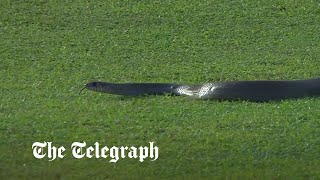 Snake slithers onto pitch during Sri Lankan cricket match [upl. by Jean-Claude93]