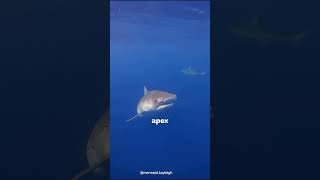 Deadly shark encounters  Shark facts you need to know shortsvideoshorts facts [upl. by Falkner]