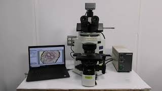 Olympus BX51 Phase Contrast Mechanical Microscope BOSTONIND  56087 [upl. by Eladnyl]