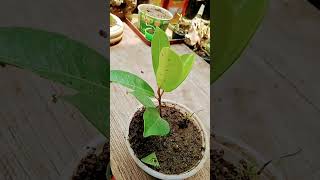 Cutting ficus malacocarpa for bonsai [upl. by Natalya195]