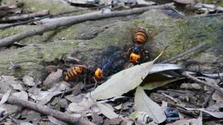 Feeding Japanese giant hornets オオスズメバチVespa mandarinia japonica [upl. by Elleyoj]