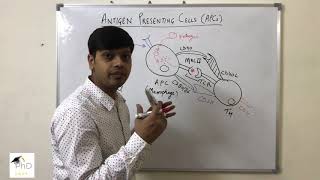 Antigen Presenting Cells by Dr Vipin Tyagi [upl. by Aivil]