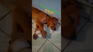 olha a carinha dele🤣🤣 dog pets cachorromeme [upl. by Siblee]