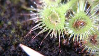 Drosera glanduligera snaptentacles [upl. by Nwahsem]