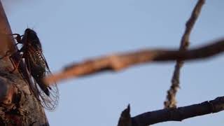 Cicada on a tree [upl. by Yarg311]