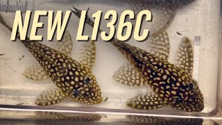 My New L136C Angelicus Pleco Breeding Group [upl. by Rehpotsrihc629]