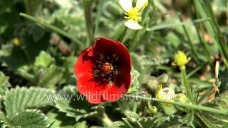 Potentilla atrosanguinea Himalayan cinquefoil a beautiful alpine flower [upl. by Repard629]