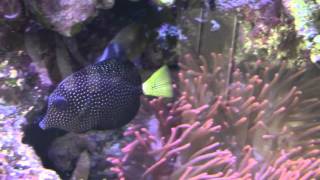 Masked Angelfish and Gem Tang at Stone Aquatics [upl. by Ahsienad]