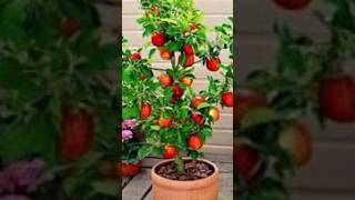 Expert Unique Strategies for Planting Apple Trees shorts fruits [upl. by Ellynad]