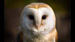 Owl Documentary  Fascinating Facts About Owls New Documentaries [upl. by Attevaj]