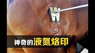 “液氮烙印”是什么？取代烧红的烙铁，屁股一凉就打上了标记 [upl. by Adikram]