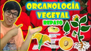 ORGANOLOGIA VEGETAL  REPASO [upl. by Herzig]